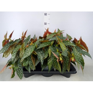 Begonia BD 'Double Dot'