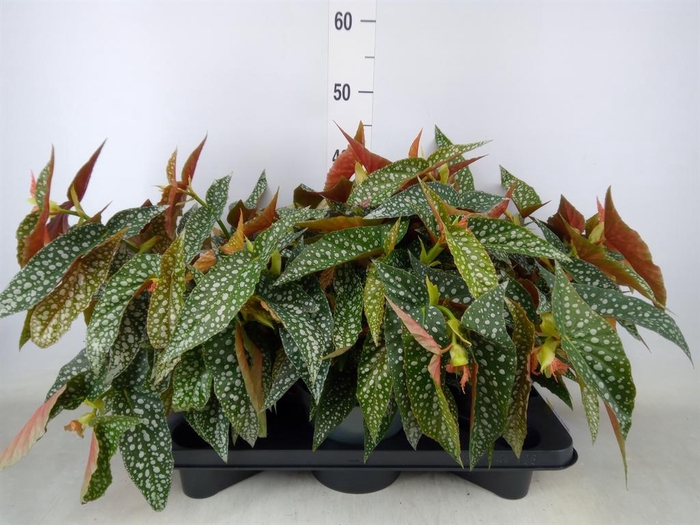 <h4>Begonia BD 'Double Dot'</h4>