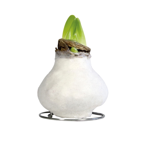 <h4>Amaryllis Touch of Wax Magic White 6x1, rode bloem, Tray236</h4>