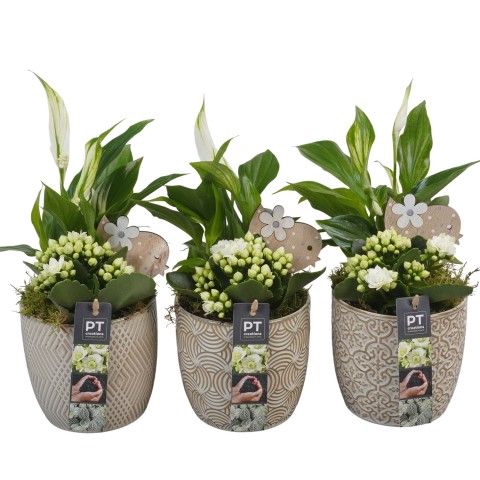<h4>Opm Pt PTIB6423 Indoor Keramiek Pot</h4>