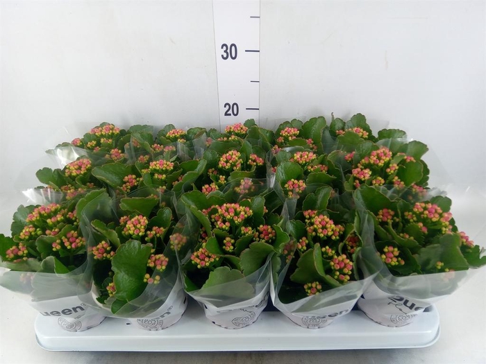 <h4>Kalanchoe  'MoreFlow Augusta'</h4>