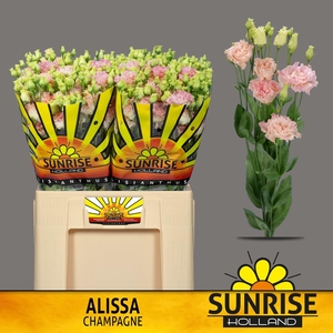 EUS G ALISSA CHAMPAG