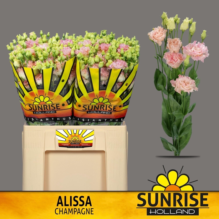 <h4>EUS G ALISSA CHAMPAG</h4>