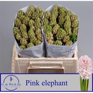 Hyac Pink Elephant