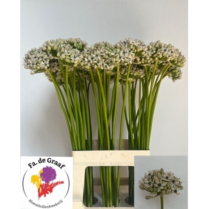 ALLIUM NIGRUM