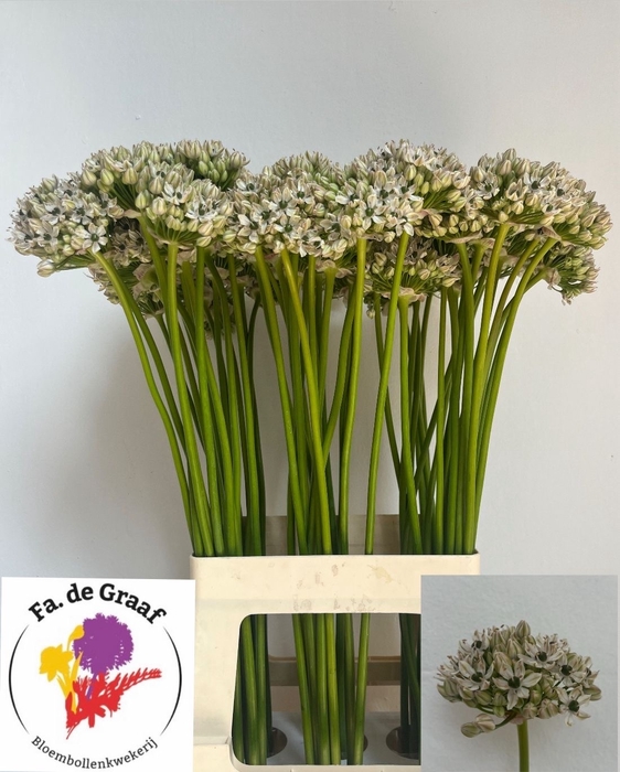 <h4>ALLIUM NIGRUM</h4>