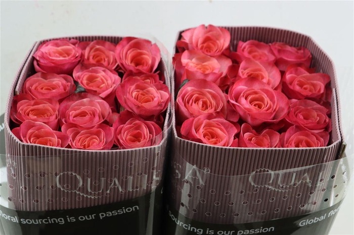 <h4>R Gr Lady Amira</h4>