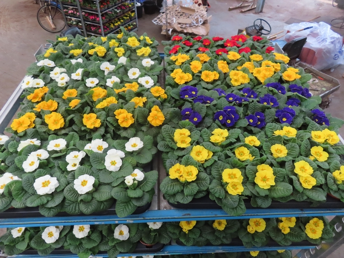 <h4>PRIM AC MIXK</h4>