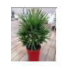 Chamaerops humilis