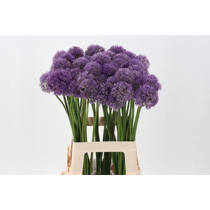 Allium Gladiator