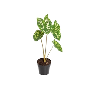 CALADIUM HILO BEAUTY P17