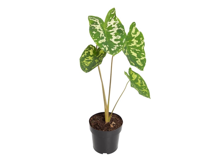 <h4>CALADIUM HILO BEAUTY P17</h4>