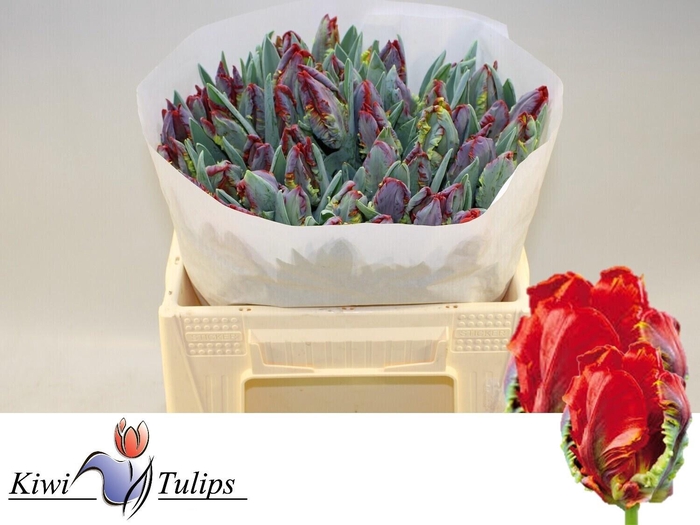 <h4>TU PA ROCOCO</h4>