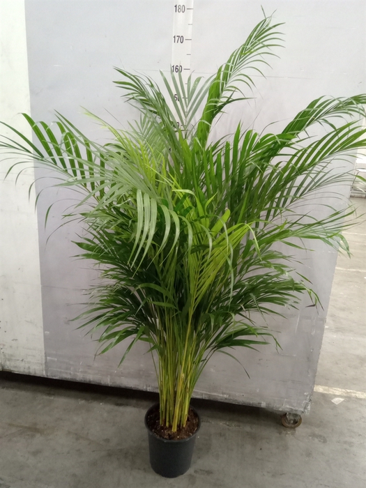 <h4>Dypsis lutescens   ...Chrysalidoca</h4>