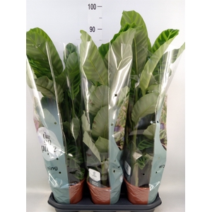 Calathea zebrina