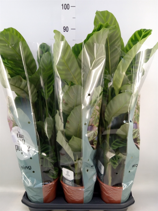 <h4>Calathea zebrina</h4>