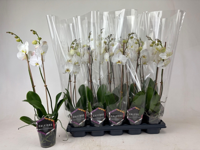 <h4>PHAL OV WIT</h4>