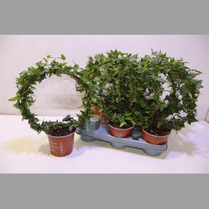 Hed He Shamrock Mirror