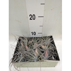 Tillandsia
