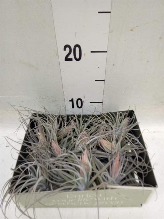 <h4>Tillandsia</h4>