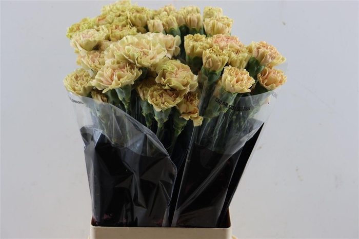 <h4>Di St Ambar</h4>