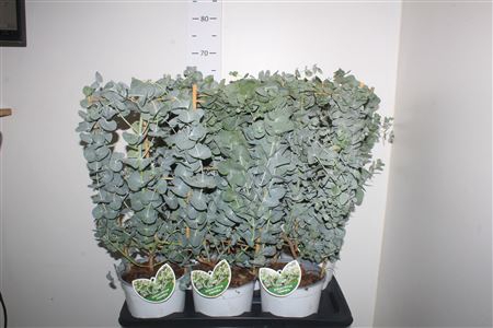 <h4>Eucal Cinerea</h4>