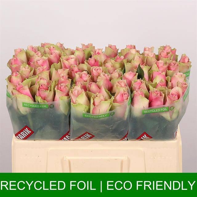 <h4>R Gr Belle Rose Extra Lolo</h4>