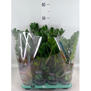 Zamioculcas zamiifolia 'Lima'