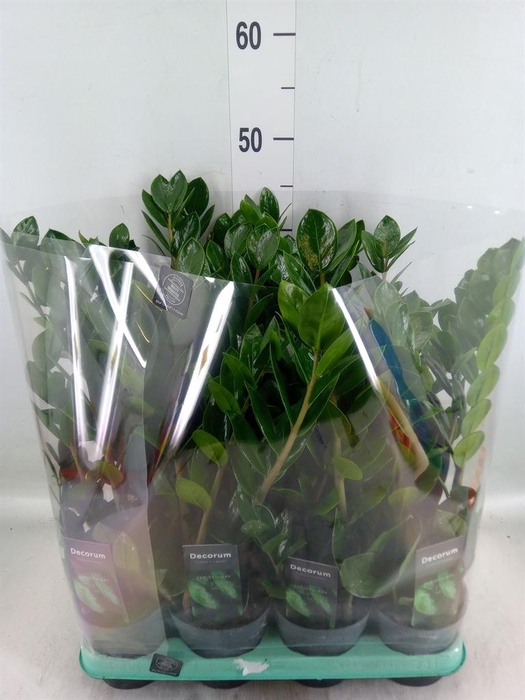 <h4>Zamioculcas zamiifolia 'Lima'</h4>