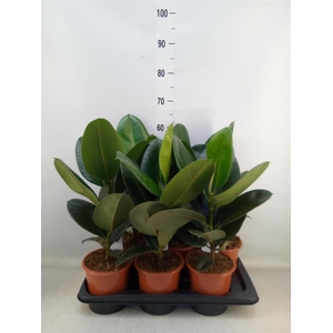 Ficus elastica 'Robusta'