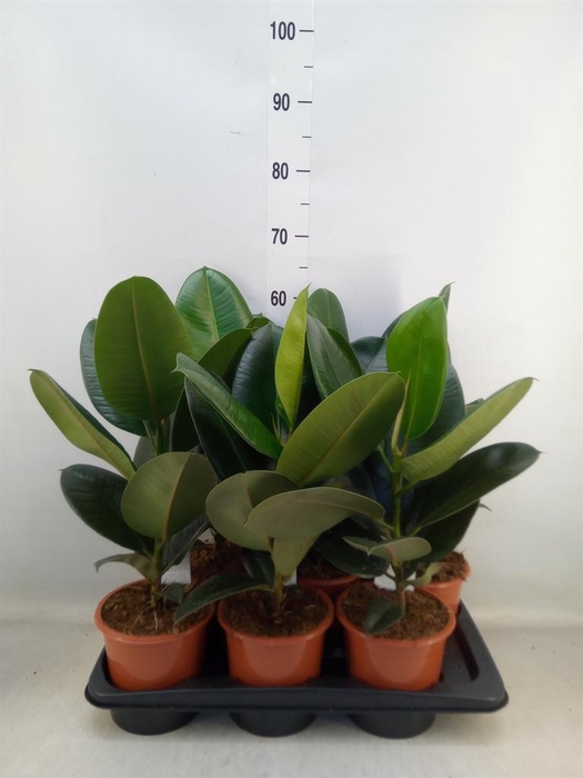 <h4>Ficus elastica 'Robusta'</h4>