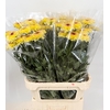 Chrys Gp Captiva Yellow