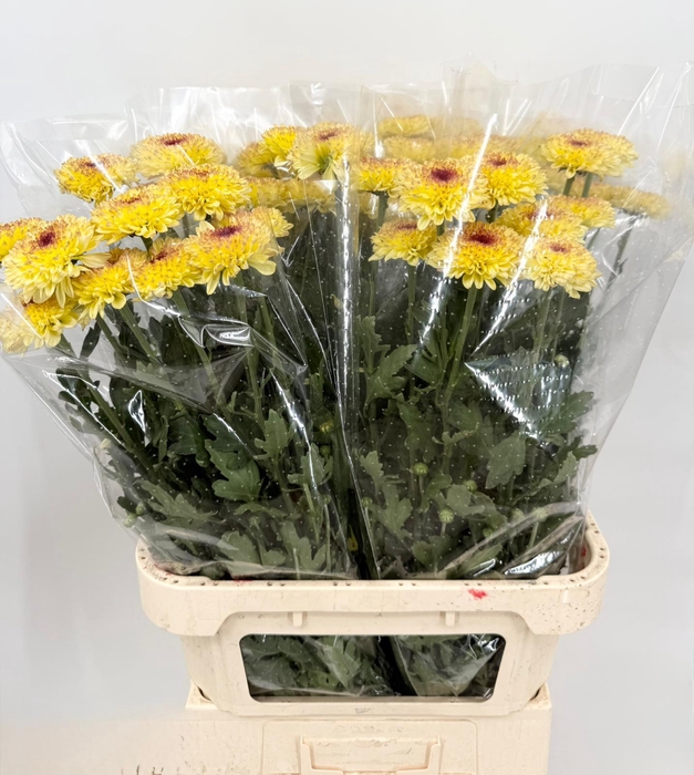 Chrys Gp Captiva Yellow