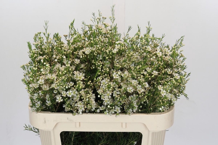 <h4>Chamelaucium Ofir</h4>