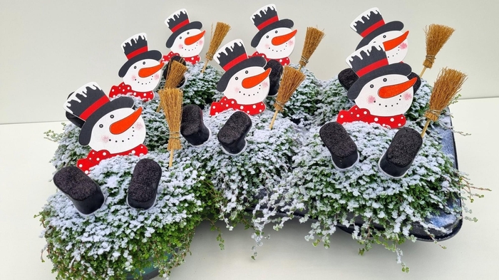 <h4>SOLEI SOL GROEN</h4>