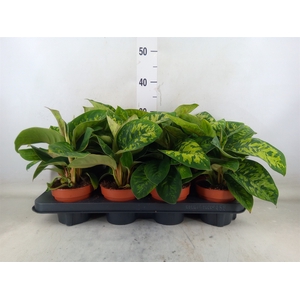 Homalomena wal. 'Camouflage'