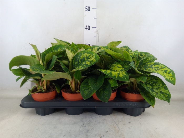 <h4>Homalomena wal. 'Camouflage'</h4>