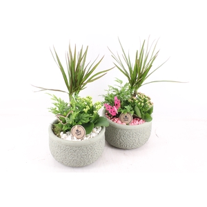 arr2 PL - Ker. bolpot groen Dracena - wit/roze