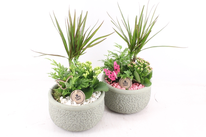 <h4>arr2 PL - Ker. bolpot groen Dracena - wit/roze</h4>