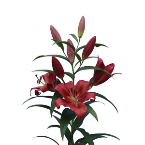 LI OT RED DESIRE