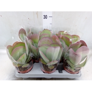 Kalanchoe NF thyrsiflora 'Red Lips'