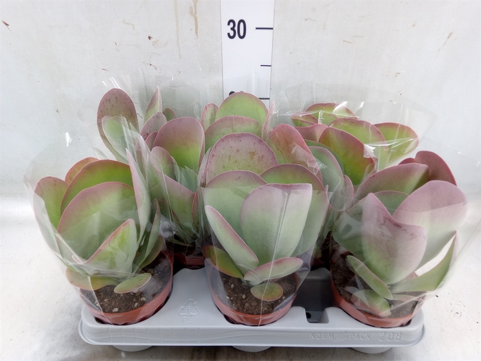 <h4>Kalanchoe NF thyrsiflora 'Red Lips'</h4>