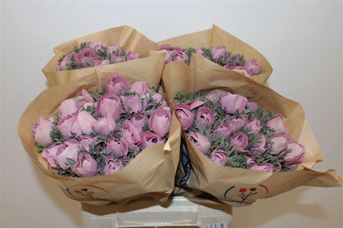 <h4>Anem Marianne Powder Wine Red</h4>