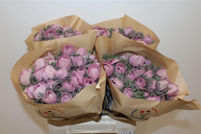 <h4>Anem Marianne Powder Wine Red</h4>