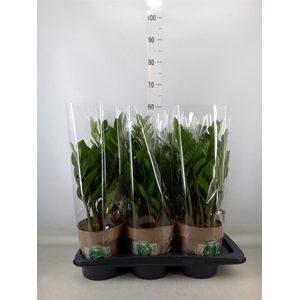 Zamioculcas zamiifolia