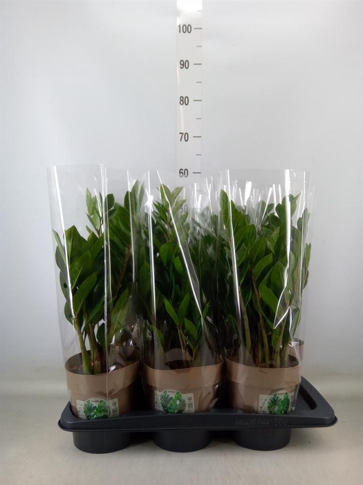 <h4>Zamioculcas zamiifolia</h4>