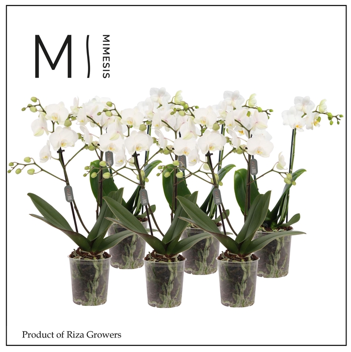 <h4>Phalaenopsis multi.   ...white</h4>