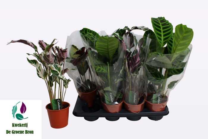 <h4>CALAT GEM 2 SRT</h4>