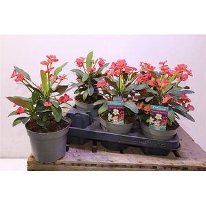 Euphor Mi Maxi Olymp