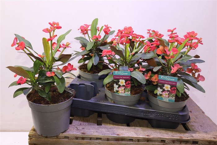 <h4>Euphor Mi Maxi Olymp</h4>